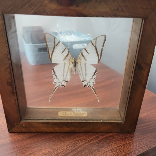 White with Brown stripes Butterfly in wood frame