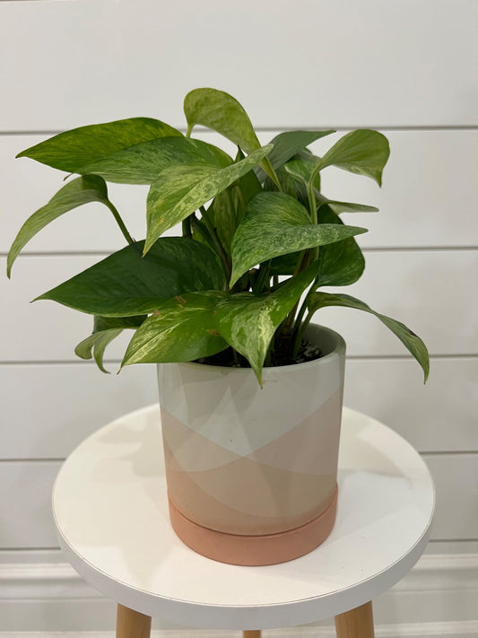 Marble Queen Pothos with Drainage - 1
