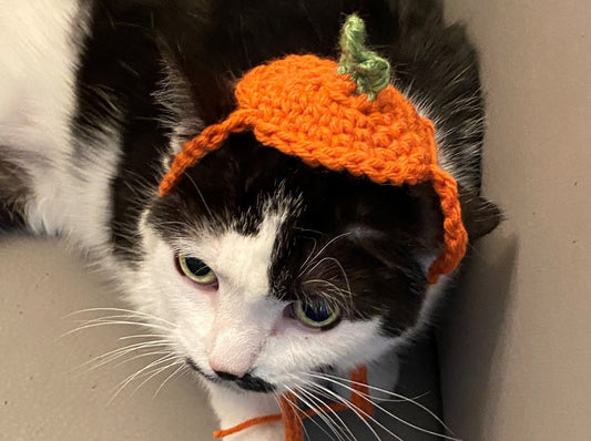 Moes knits cat hats - 1